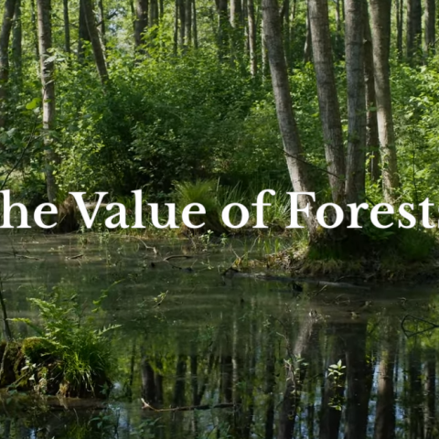 The value of forests