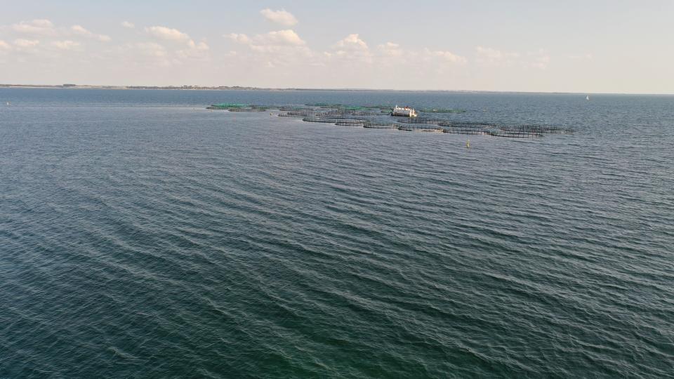 Her er dronefoto taget over Musholm havbrug. Det er kun halvdelen der er i drift, men der er gjort klar til anlæg af en udvidelse af havbruget. Foto: Jan Henningsen