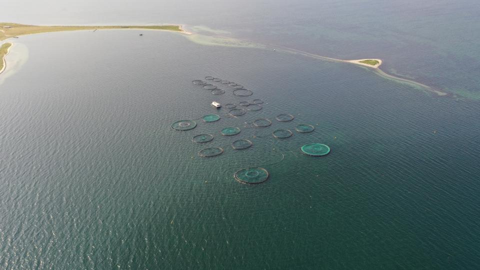 Her er dronefoto taget over Musholm havbrug. Det er kun halvdelen der er i drift, men der er gjort klar til anlæg af en udvidelse af havbruget. Foto: Jan Henningsen