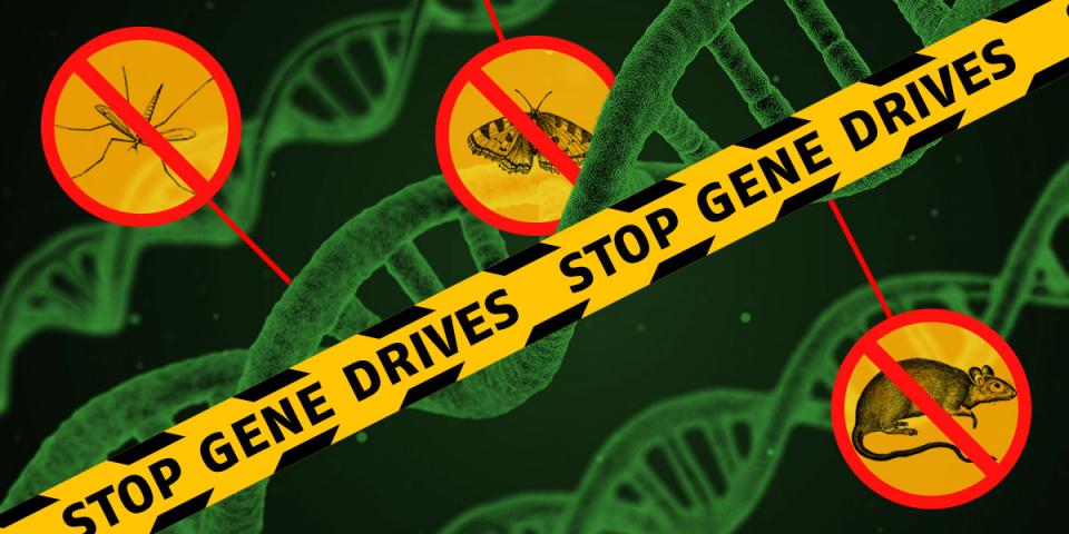 Stop gendrivere Stop Gene Drives